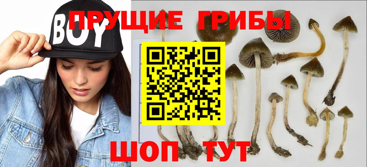 Псилоцибиновые грибы Magic Shrooms Северск